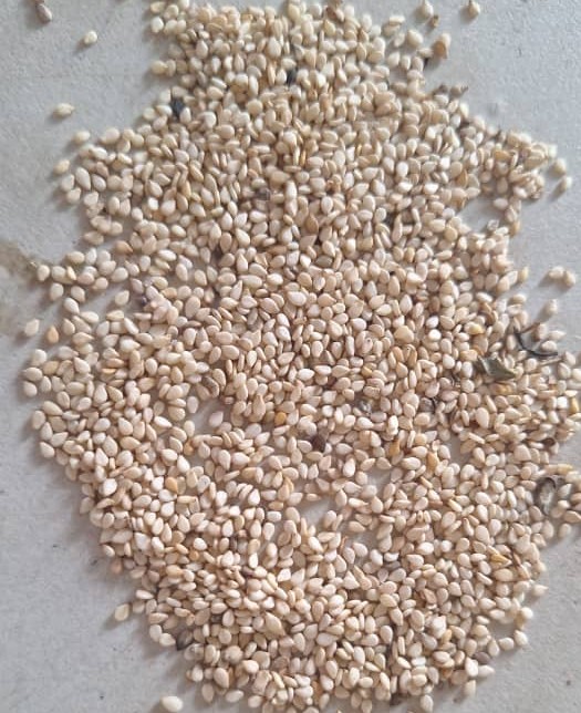 White Sesame Seeds