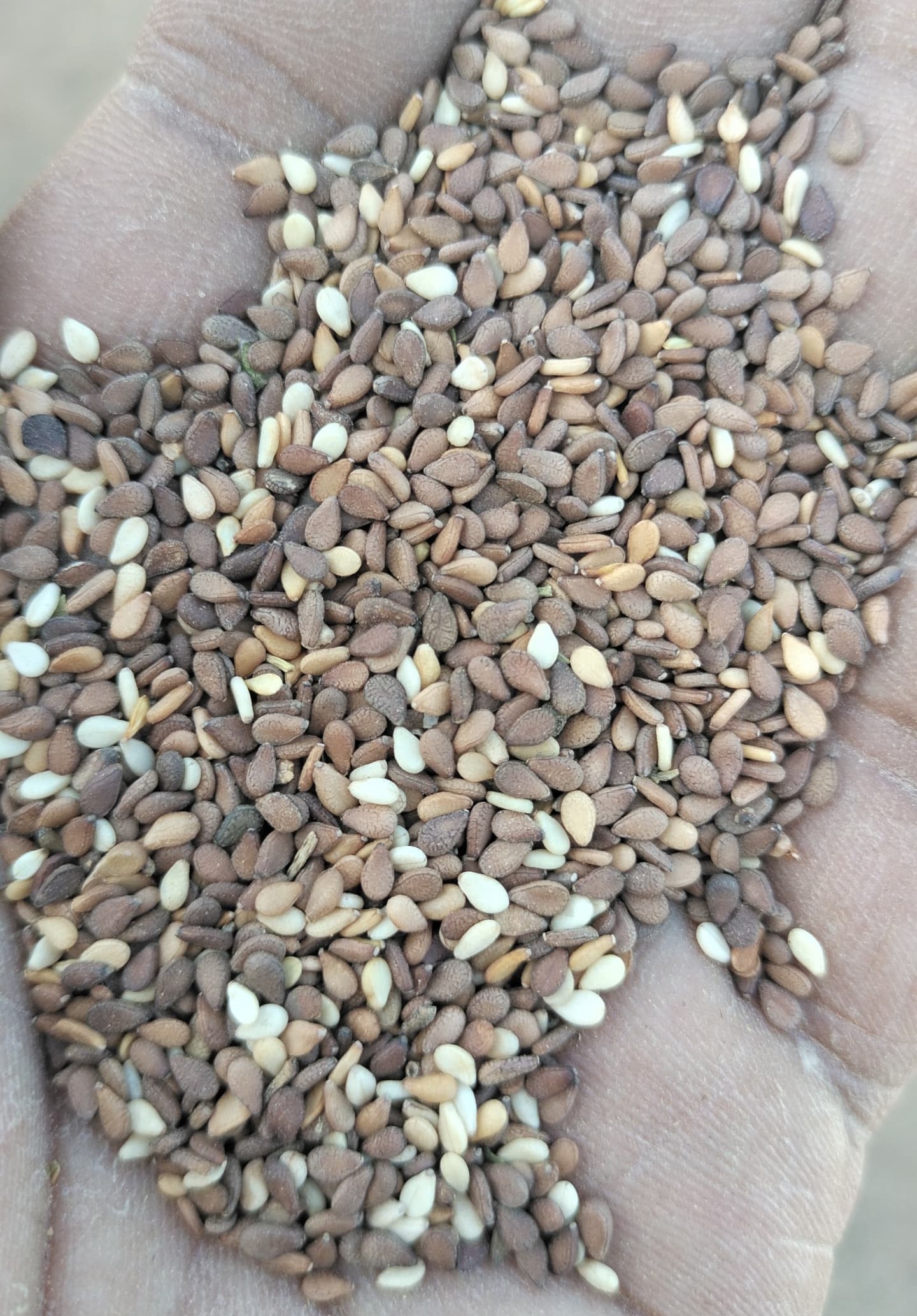 Red Sesame Seeds