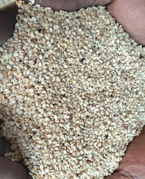 White Big Sesame Seeds